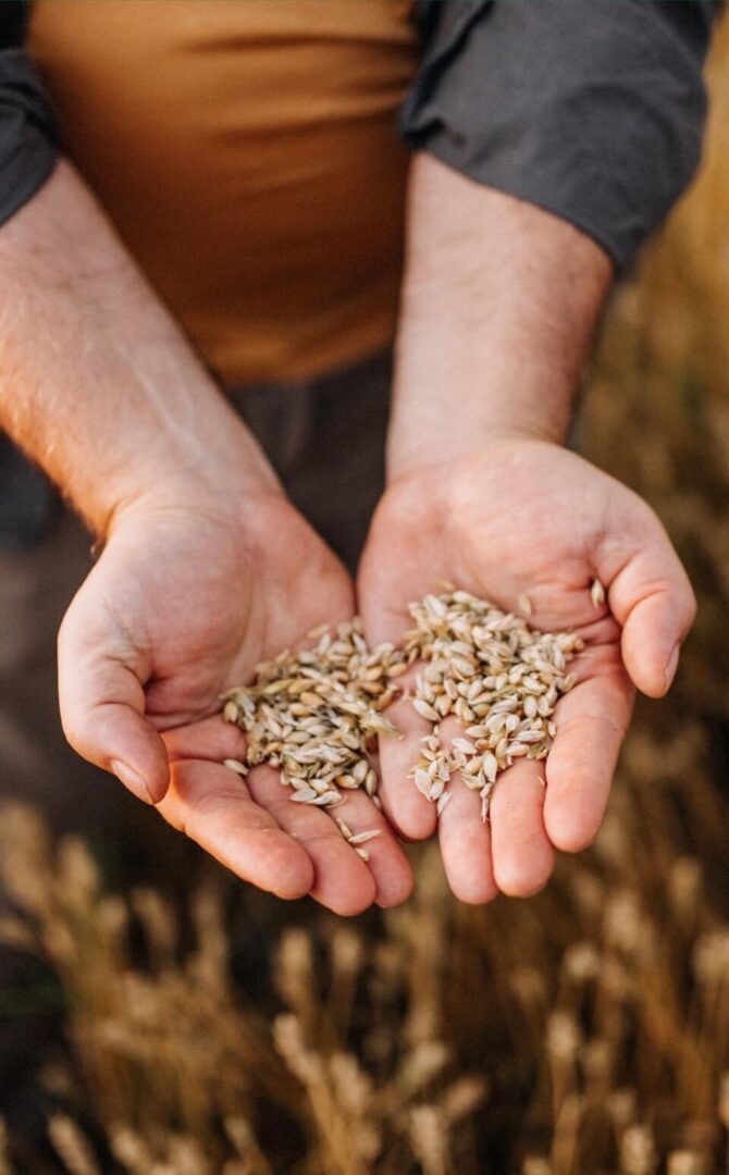 Farmer holding out seeds